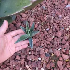 アガベ　ジェントリージョーズ　トランカータ　シャークスキン　モンタナ　人気セット アガベ ジェントリージョーズ トランカータ シャークスキン