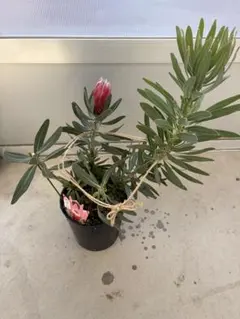 プロテア　スサラ　ピクシー　二苗セット　３号ポット プロテア スサラ ピクシー 二苗セット 3号ポット