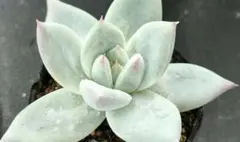 よっしー様 リクエスト 2点 まとめ商品