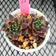 ルナちゃん様 リクエスト 5点 まとめ商品