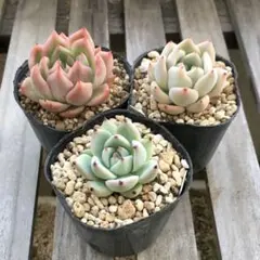 2026年最新】多肉植物ラウリンゼ×そわそわの人気アイテム - メルカリ