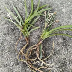 カキツバタ 苗 たぶん舞孔雀 - メルカリ
