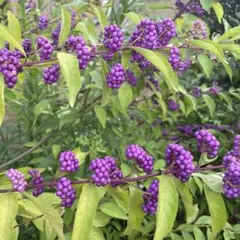 豆腐様 リクエスト 2点 まとめ商品