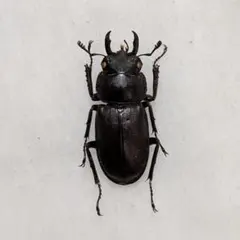 ※特大・良型　ディディエ−ルシカクワガタ♂野外標本 特大・良型 ディディエ−ルシカクワガタ♂野外標本 特大・良型