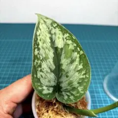 Macha★オーダー要相談様 リクエスト 3点 まとめ商品