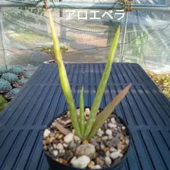 アロエベラ　抜き苗　多肉植物