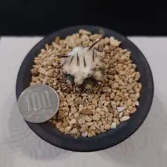 2026年最新】黒王丸 カキコの人気アイテム - メルカリ