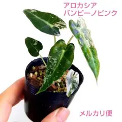 2025年最新】バンビーノ バリエガータの人気アイテム - メルカリ