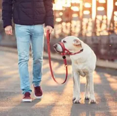 在庫あり【Lサイズ】引っ張り防止！犬用ヘッドハーネス ジェントルリーダー 首輪のサムネイル