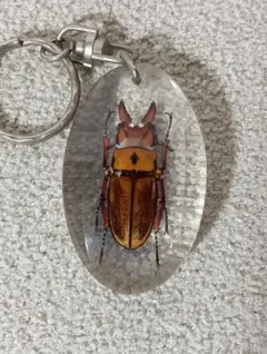 s1697 クワガタ 標本 キーホルダー