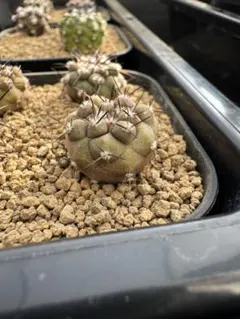 2025年最新】コピアポア 黒王丸の人気アイテム - メルカリ