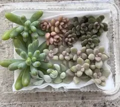 ♡つぶつぶセット セダム カット苗 多肉植物