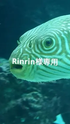 Rinrin様専用