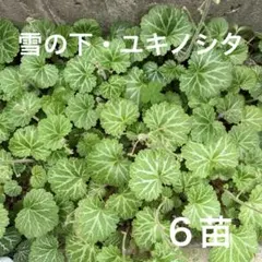 2026年最新】ユキノシタの人気アイテム - メルカリ