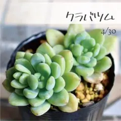 多肉植物【小梅】つぶつぶ屋さん ポットごと or 抜き苗 6㎝ポット