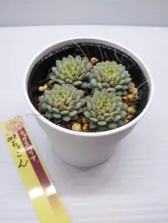 H*D様 ミックスベリア　おらいさん苗　ちょこん　抜き苗　札は付きません