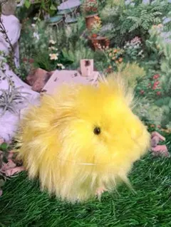 2025年最新】アビシニアン の人気アイテム - メルカリ