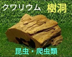 2026年最新】昆虫用止まり木・インセクトシェルターの人気アイテム