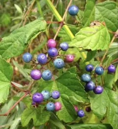 2025年最新】ノブドウ 苗の人気アイテム - メルカリ