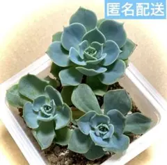 多肉植物 七福神 5カット おまけ付き☆ - メルカリ