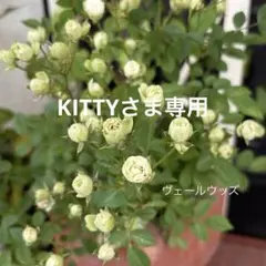 2026年最新】ヴェールウッズ 苗の人気アイテム - メルカリ