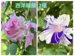 千晶様 リクエスト 2点 まとめ商品