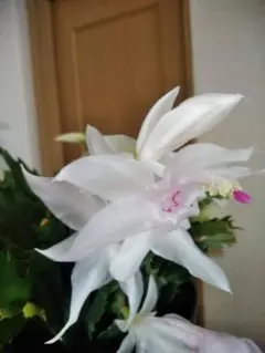 村上富士子様 リクエスト 2点 まとめ商品