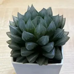 紫オブツーサ① 抜き苗　多肉植物　ハオルチア