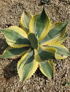 2026年最新】アガベ リップルエフェクトの人気アイテム - メルカリ