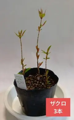 猫好き様 リクエスト 3点 まとめ商品