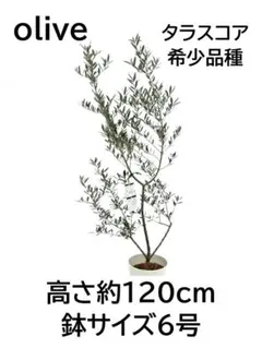 オリーブの木　タラスコア　6号　約120cm　NO.982　希少品種　現品掲載 オリーブの木 タラスコア 6号 約120cm NO.982 希少品種 現品掲載