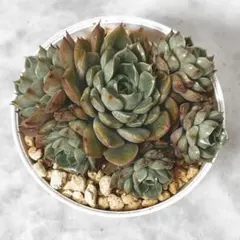 多肉植物 アイボリーパゴダ 抜き苗 ① - メルカリ