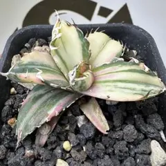 2025年最新】アガベ白鯨錦の人気アイテム - メルカリ