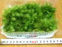 Sugar様 リクエスト 2点 まとめ商品