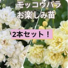 19.八重咲きモッコウバラお楽しみ苗⭐︎イエローorホワイト トゲなし　つるバラ