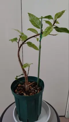 イランイラン　苗木　苗　7号ポット　観葉植物　レアプラント　香水の原料 イランイラン 苗木 苗 7号ポット 観葉植物 レアプラント 香水の原料