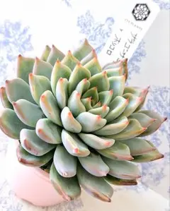 2025年最新】ザラゴーサspノバの人気アイテム - メルカリ