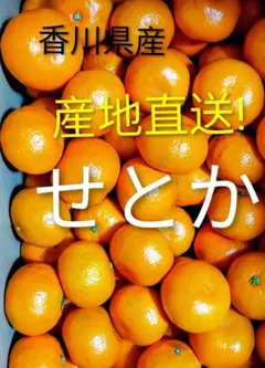 香川県産 せとか 産地直送❗３キロのサムネイル