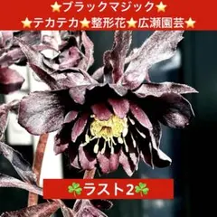 2026年最新】クリスマスローズ ブラックマジックの人気アイテム - メルカリ