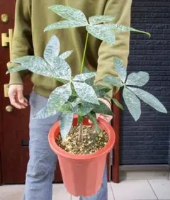 パキラ　斑入り　散り斑　No.001　鉢、送料込　メルカリ便 2025年最新】斑入りパキラ 実生の人気アイテム - メルカリ