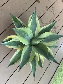 c*o様 2031アガベ 希少種 オバティフォリアオルカ 圓葉 極上大株 2031アガベ 希少種 オバティフォリアオルカ 圓葉 極上大株