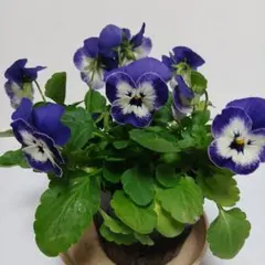 ちさちさふぁーむ様 リクエスト 2点 まとめ商品