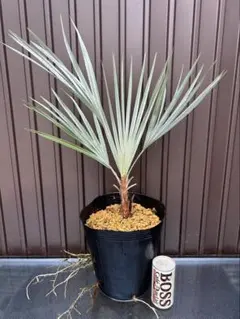 2025年最新】ブラヘアアルマータの人気アイテム - メルカリ