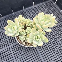 ふーさん様 リクエスト 2点 まとめ商品