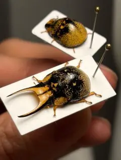 幻のクワガタマルカメムシ　ペア 幻のクワガタマルカメムシ ペア - メルカリ