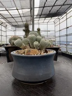 フォーカリア怒涛多肉植物 鉢付き - メルカリ