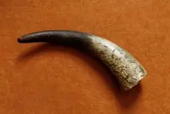 水牛の角　加工用