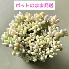 2025年最新】ダーリーサンシャインの人気アイテム - メルカリ