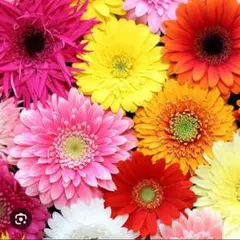 きぃちゃんママ様 リクエスト 2点 まとめ商品