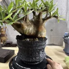 【コレクション株】パキポディウムグラキリス　現地球　YTYF コレクション株】パキポディウムグラキリス 現地球 YTYF - メルカリ